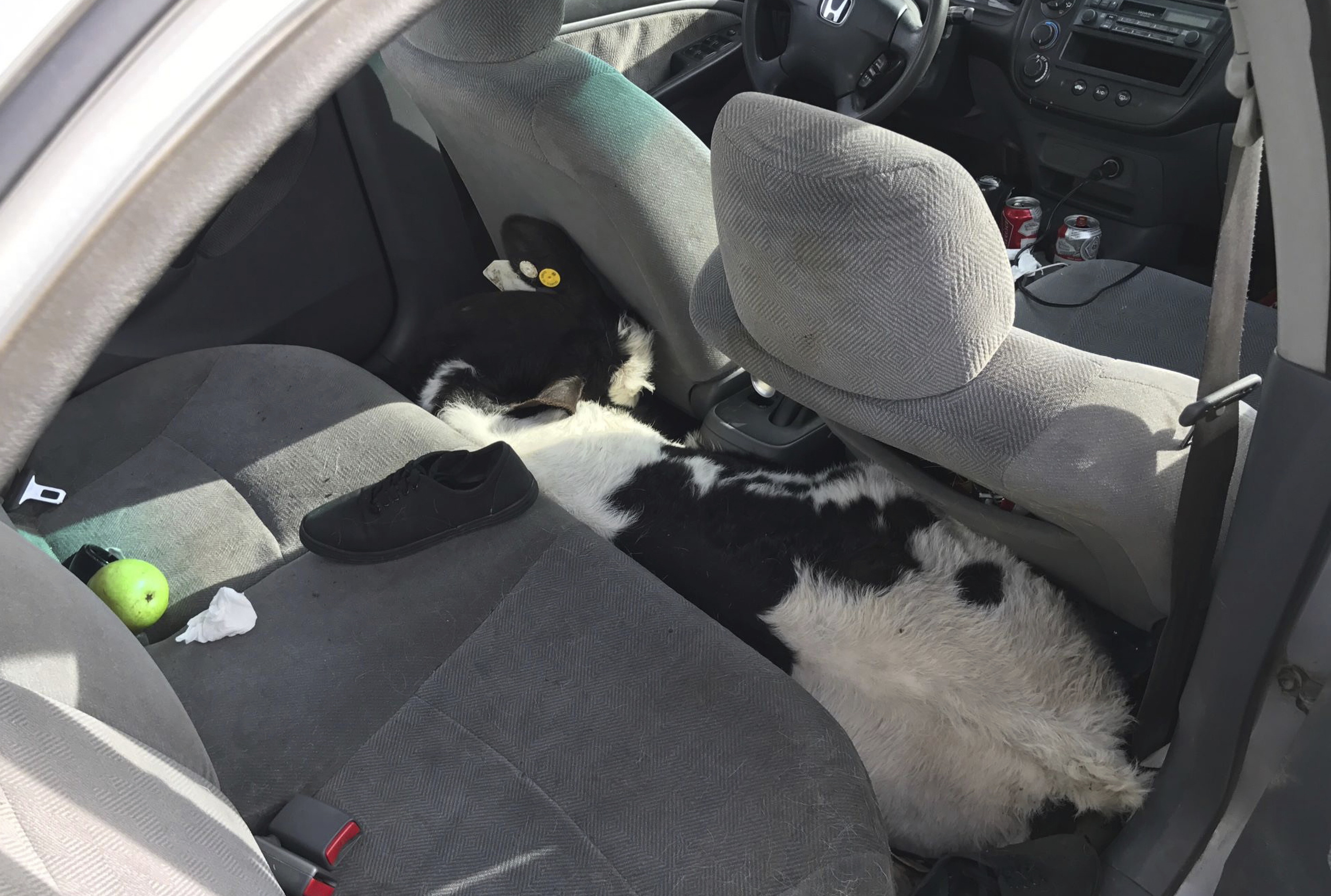 A cow wedged between the front and back seat of a Honda Civic along the side of an interstate highway in Beaumont, CA., on March 4, 2017. (CHP-San Gorgonio Pass via AP )