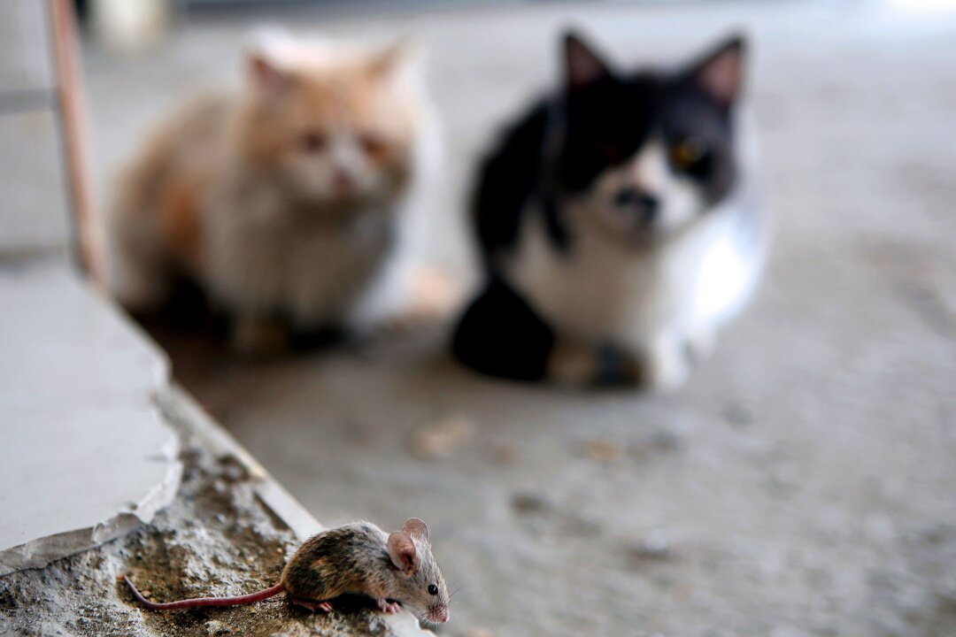 2 Cats Found Inside Sealed Buckets Buckets in NYC; Police Looking for