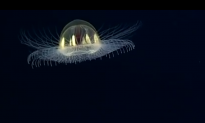 5 Weird Marine Life Forms Spotted by NOAA’s Deep Ocean Mission (Video)
