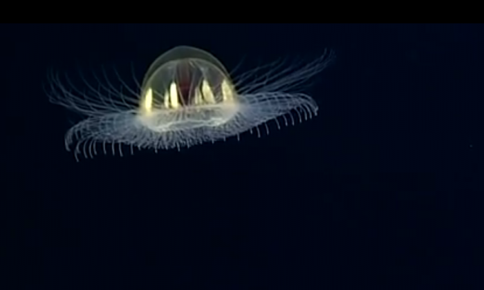 5 Weird Marine Life Forms Spotted by NOAA's Deep Ocean Mission (Video ...