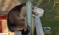 Utility Company Rescues Raccoon With Head Stuck in a Jar (Video)