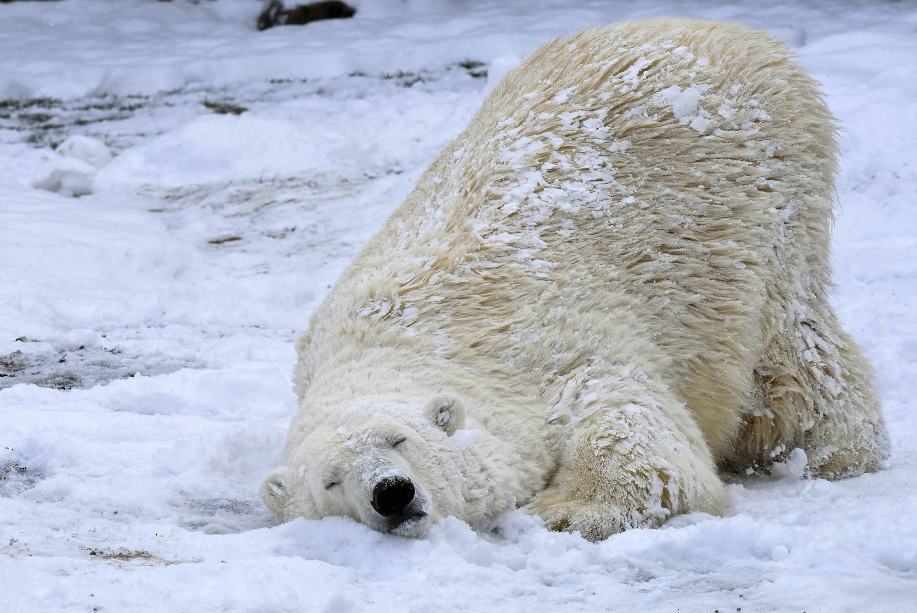 In this photo provided by the Chicago Zoological Society, Nan, a 21-year-old polar bear enjoys the first measurable snowfall in months at the Brookfield Zoo in Brookfield, Ill., on March 14, 2017. (Jim Schulz/Chicago Zoological Society via AP)
