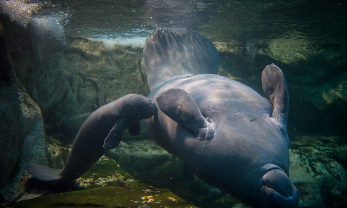 A baby manatee swims near his mother in the manatee tank of the Zoological park of Beauval in France on March 15. (GUILLAUME SOUVANT/AFP/Getty Images)

