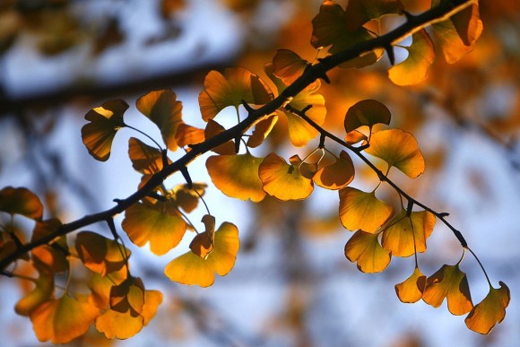 (China Photos/Getty Images)