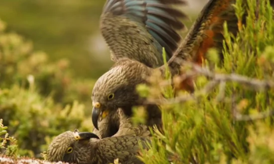 New Zealand Parrot Found to Have a Contagious Laugh (Video)