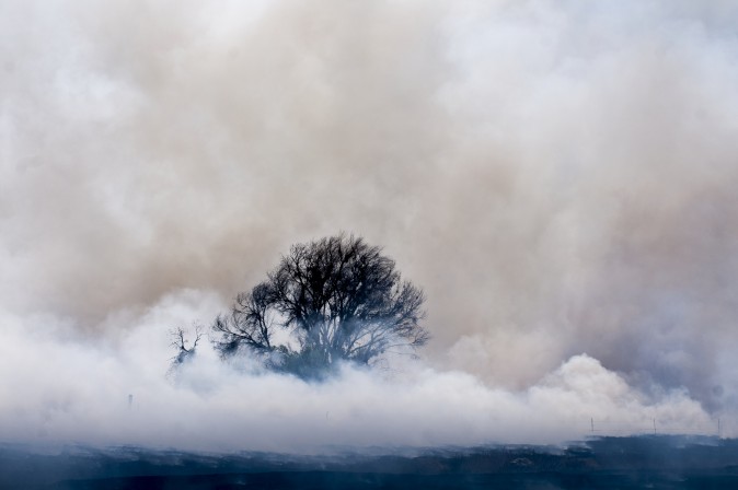 Smoke from the Narrows fire envelopes a burnt tree at Mojave Narrows Regional Park in Victorville, Calif., on March 30, 2017. (James Quigg/The Daily Press via AP)