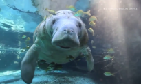 Florida’s Manatees Aren’t Endangered Anymore (Video)