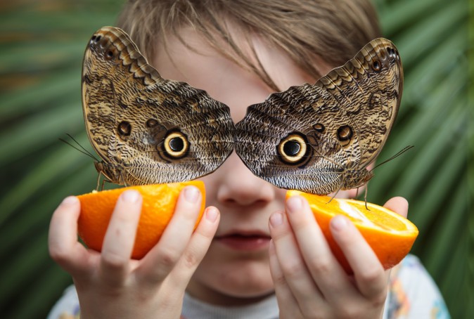  George Lewys, age 5, holds two orange slices with two Forest Giant Owl butterflies (Caligo eurilochus) on them at the Natural History Museum in London on March 30, 2017. The Natural History Museum's Butterfly House features an array of butterflies and chrysalises. (Jack Taylor/Getty Images)