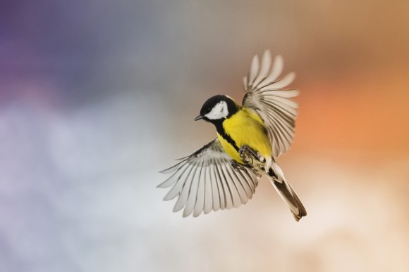 A bird flies in the sky at sunset. (Fotolia)