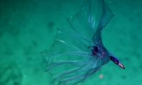 Stunning Deepwater Creature Looks Like Flower Floating in Water (Video)