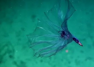 Stunning Deepwater Creature Looks Like Flower Floating in Water (Video)