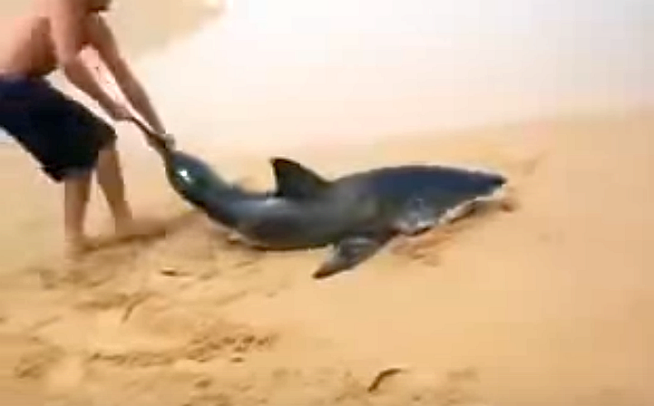 Man Saves Great White Shark Stranded on the Beach
