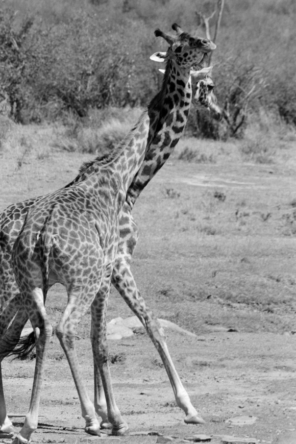 Amboseli, Kenya 2007. (Cyril Christo and Marie Wilkinson)