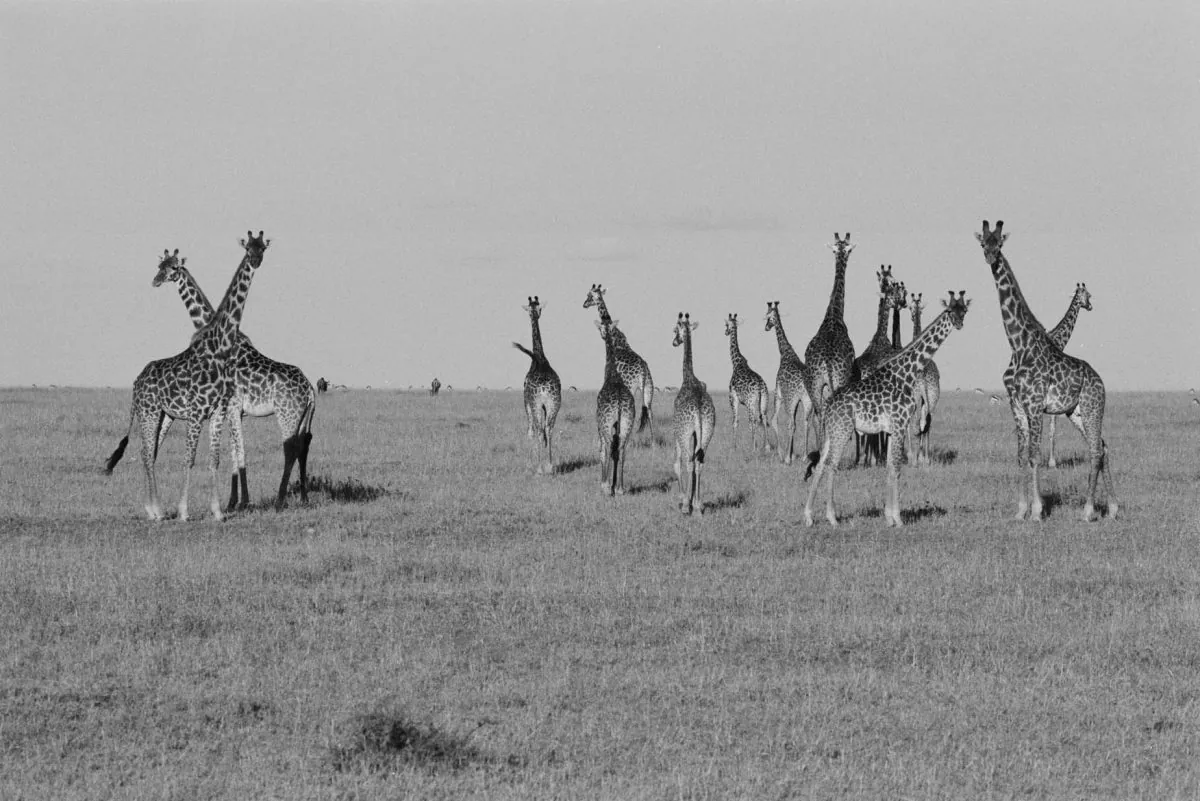 Amboseli, Kenya 2007. (Cyril Christo and Marie Wilkinson)
