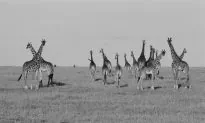 A Prayer for the Great Sentinel of the Plains—The Giraffe