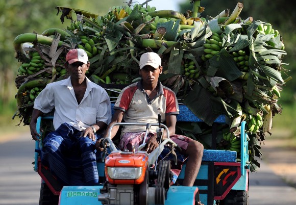 Sri Lankan farmers transport bananas in Suriyawewa in the southern district of Hambantota on February 22, 2011. AFP PHOTO/ Lakruwan WANNIARACHCHI (Photo credit should read LAKRUWAN WANNIARACHCHI/AFP/Getty Images)