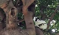 Police Called After Cat Lurking in Tree Appeared to be Holding Assault Rifle (Video)