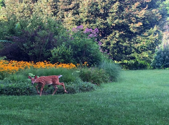 A doe at Wild Arc Farm. (Courtesy Wild Arc Farm)