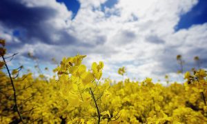 GMO 2.0: A New Kind of Modified Food Escapes Regulation