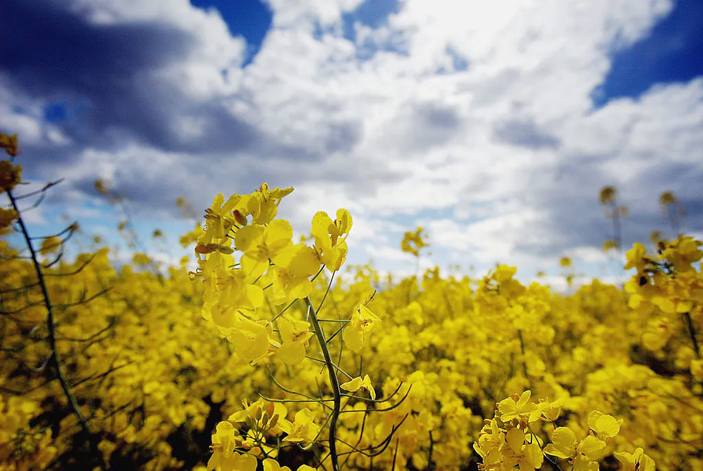 A field of oilseed rape in Perthshire, Scotland, in this file photo. (CHRISTOPHER FURLONG/GETTY IMAGES)