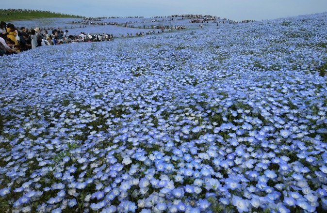 People walk on a hill covered with an estimated 4.5 million nemophila flowers in full bloom at Hitachi Seaside Park in Hitachinaka, Japan, on May 3, 2017. (KAZUHIRO NOGI/AFP/Getty Images) 
