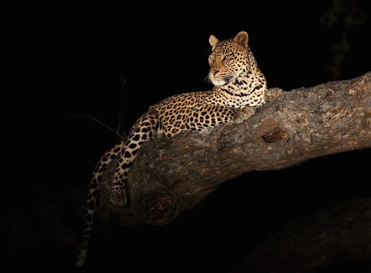 A leopard at the Mashatu game reserve, Botswana on July 25, 2010. (Photo by Cameron Spencer/Getty Images)