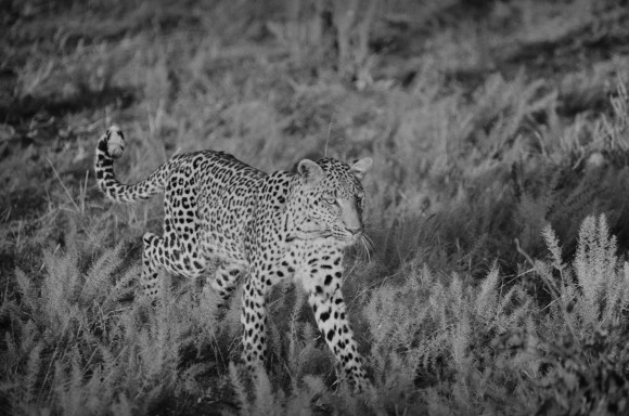 A leopard at Okavango Delta in Botswana in 2015. (Lysander Christo)