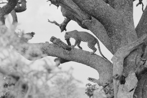 A leopard in the Serengeti in Tanzania in 2012. (Cyril Christo and Marie Wilkinson)