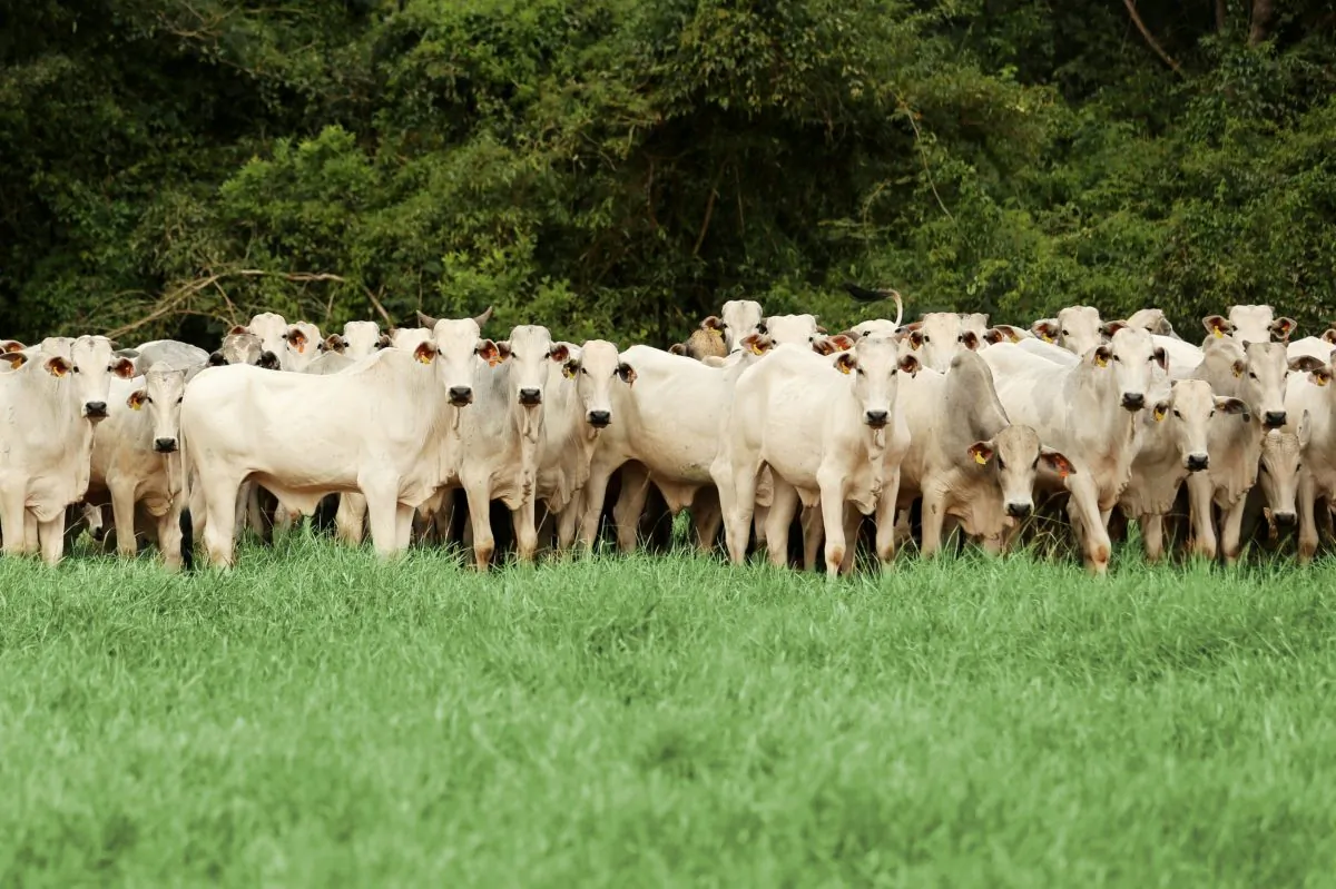 Cattle at one of the 70,000 suppliers used by JBS, one of Brazil’s largest beef producers. (Courtesy of JBS)