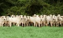 Cattle Industry Lags Behind in Addressing Impact on Deforestation