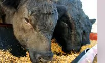 US Beef Exports to China Will Resume If the US Will Import China’s Chickens