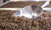 Insects Are Making Their Way Into the American Diet