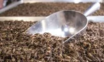 Insects Are Making Their Way Into the American Diet