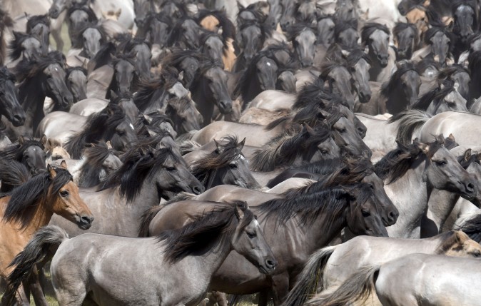Horses gallop during the annual wild horse catch in Duelmen, western Germany on May 27, 2017. (HENNING KAISER/AFP/Getty Images)