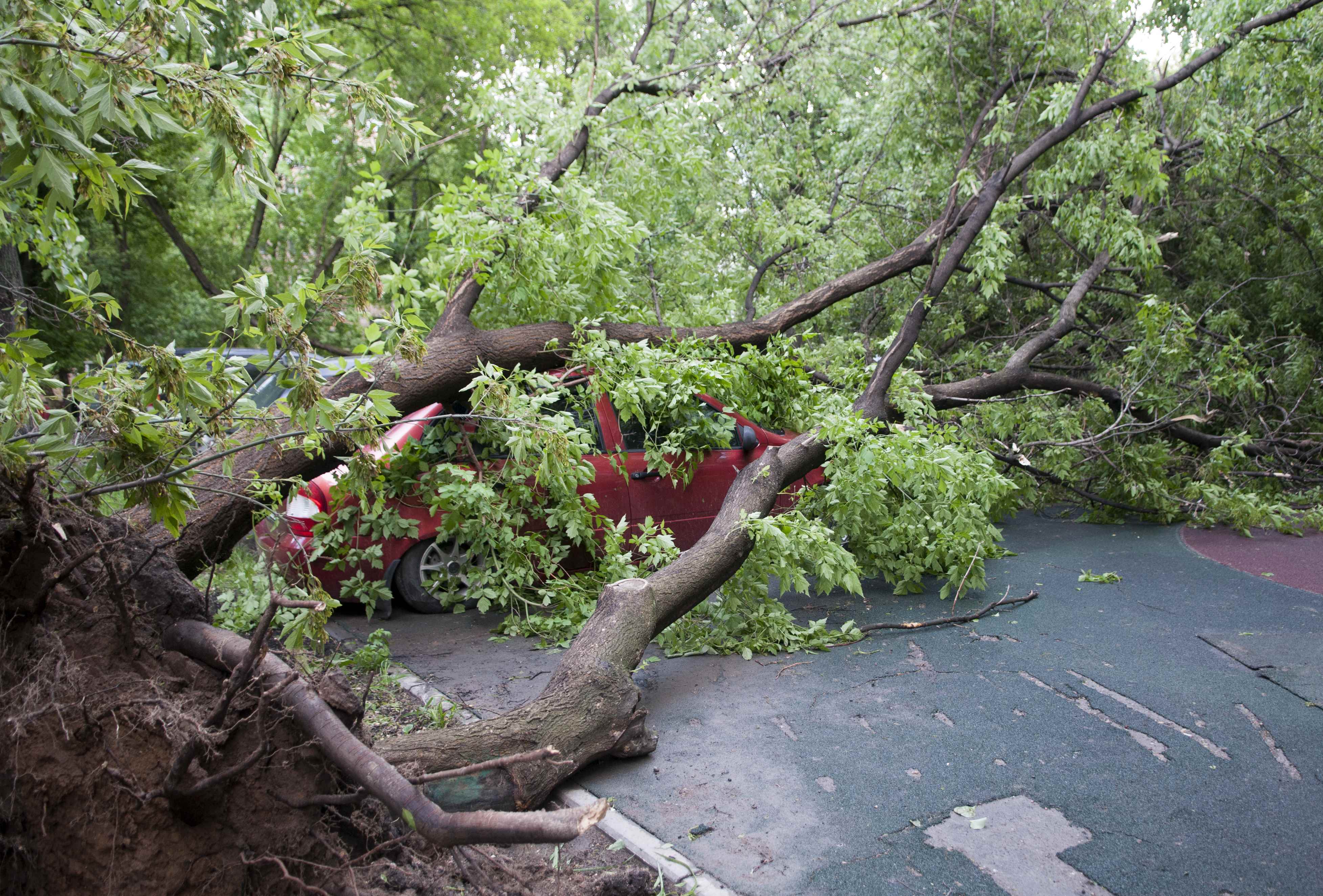 A tree, which was uprooted by a heavy storm and fell down on a car, in Moscow, Russia on May 29, 2017. (REUTERS/Andrey Kuzmin)