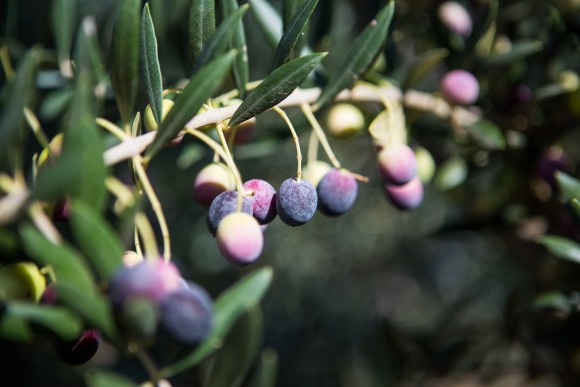 An olive grove at the Cobram Estate. (Courtesy of Cobram Estate)