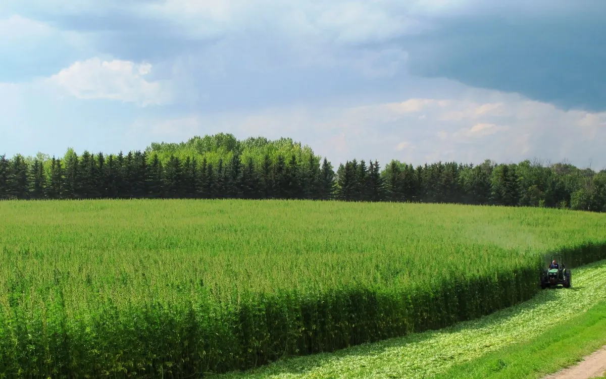 Harvesting hemp to be used for fiber. Besides being extremely versatile, hemp grows incredibly rapidly. (Courtesy of Jan Slaski)