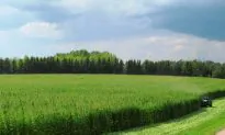 Farmers Jump Off Hemp Bandwagon Amid Lack of Profit and Underwhelming Performance
