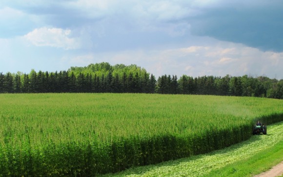 Harvesting hemp to be used for fibre. Besides being extremely versatile, hemp grows incredibly rapidly. (Courtesy of Jan Slaski)