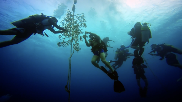The Force Blue team works to repair and rebuild coral in the Cayman Islands in May, 2017. (Working Pictures)