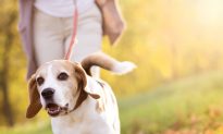 Walking Their Dogs Keeps the Elderly Active