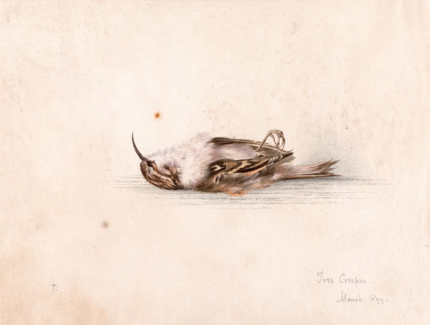 (The Antarctic Heritage Trust)