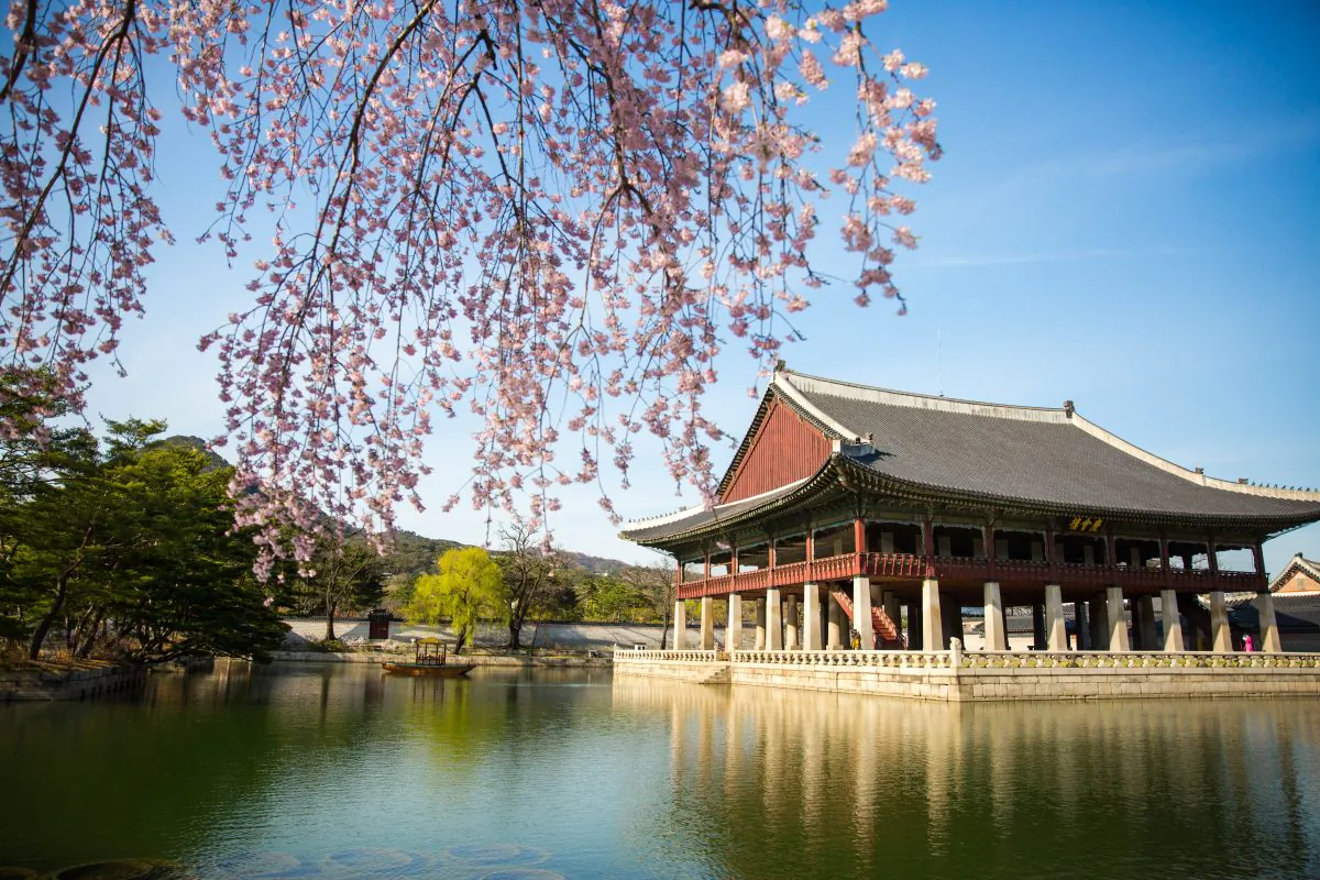 Cherry blossoms near the pavilion at the Gyeongbokgung Palace. (Benjamin Chasteen/The Epoch Times)
