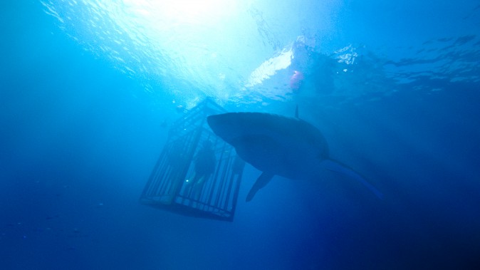 ￼Lisa (Mandy Moore) and Kate (Claire Holt) get up close and personal with sharks while cage diving in Mexico in 