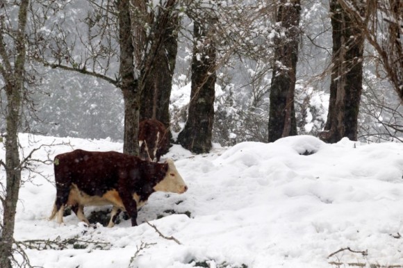 A cow is seen, after great snowfall at the outskirts of Coyhaique city, south of Chile  June 16, 2017. REUTERS/Alvaro Vidal