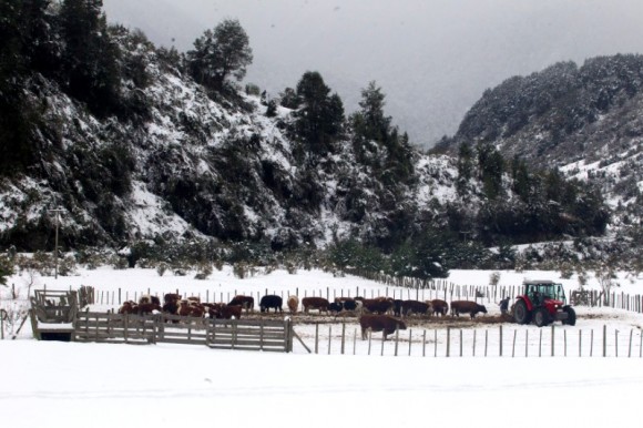 A herd is seen, after great snowfall at the outskirts of Coyhaique city, south of Chile  June 16, 2017. REUTERS/Alvaro Vidal