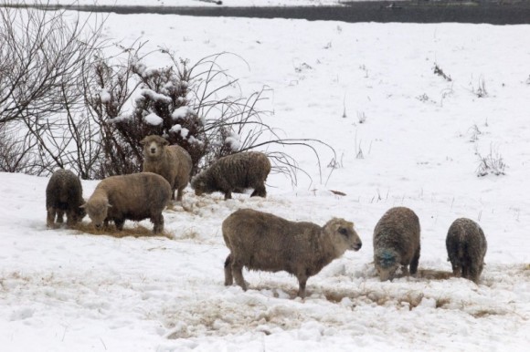 A herd of sheep is seen, after great snowfall at the outskirts of Coyhaique city, south of Chile  June 16, 2017. (Reuters/Alvaro Vidal)