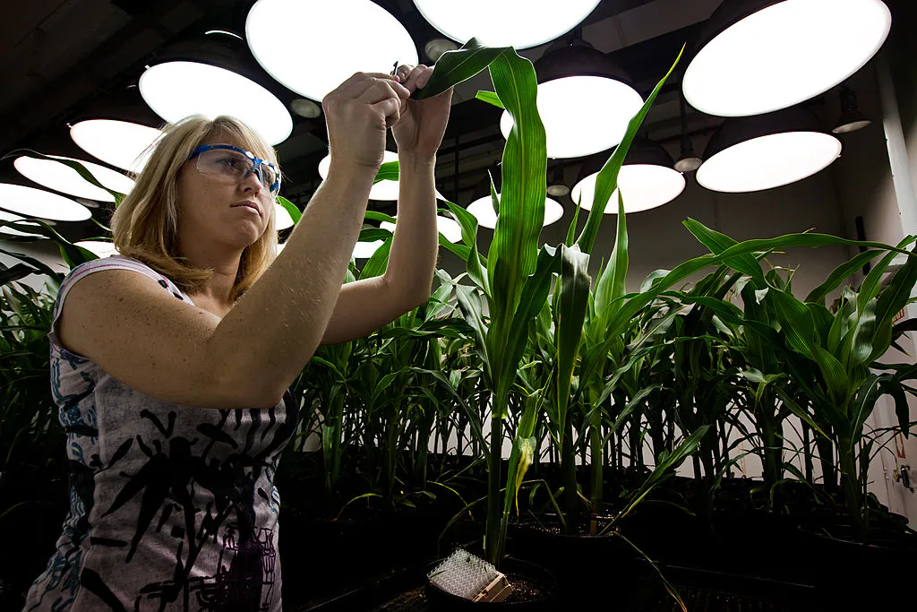 Research Biologist Heidi Windler takes tissue samples from genetically modified corn plants inside a climate chamber housed in Monsanto agribusiness headquarters in St Louis, Missouri on 21 May 2009. (Brent Stirton/Getty Images.)
