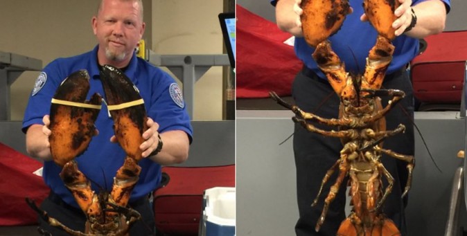 (TSA)