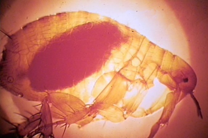 Male Xenopsylla cheopis (oriental rat flea) engorged with blood. This flea is the primary vector of plague in most large plague epidemics in Asia, Africa, and South America. Both male and female fleas can transmit the infection. (Centers for Disease Control and Prevention)